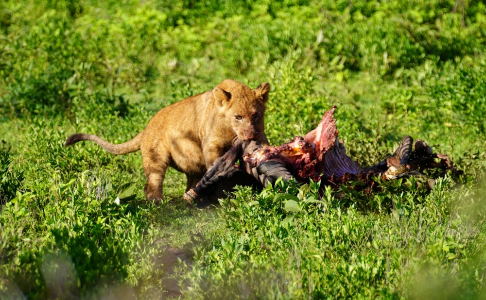 Serengeti National Park