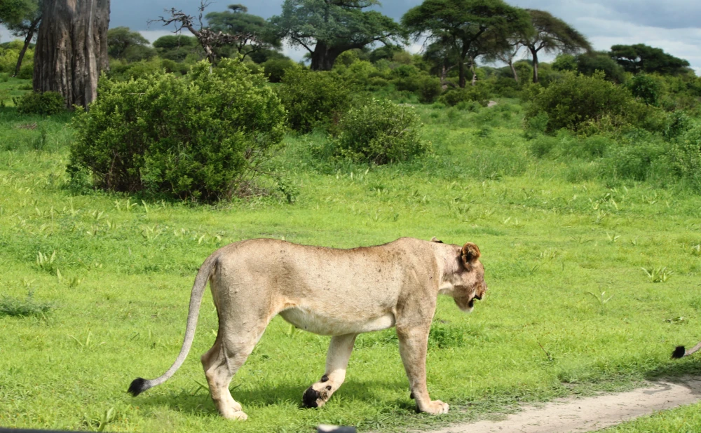 Tarangire National Park