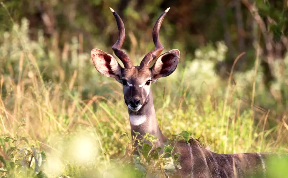 Ruaha National Park