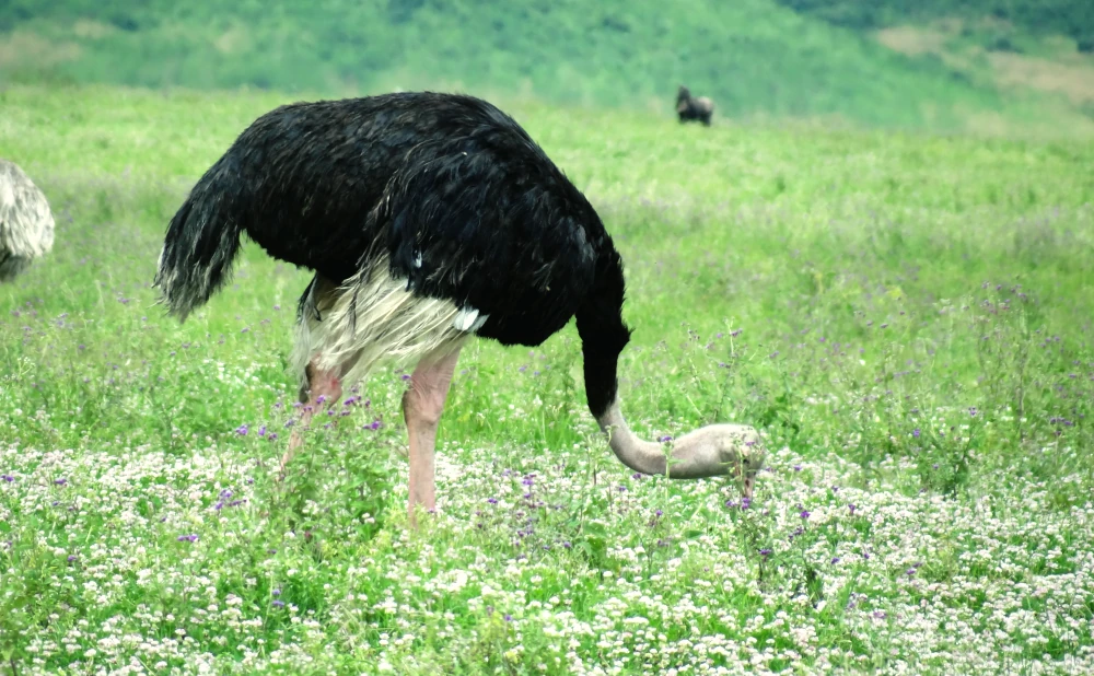 Ngorongoro Crater