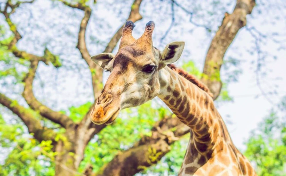 Arusha National Park