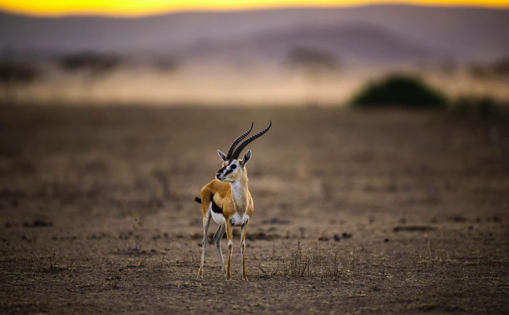 Mikumi National Park