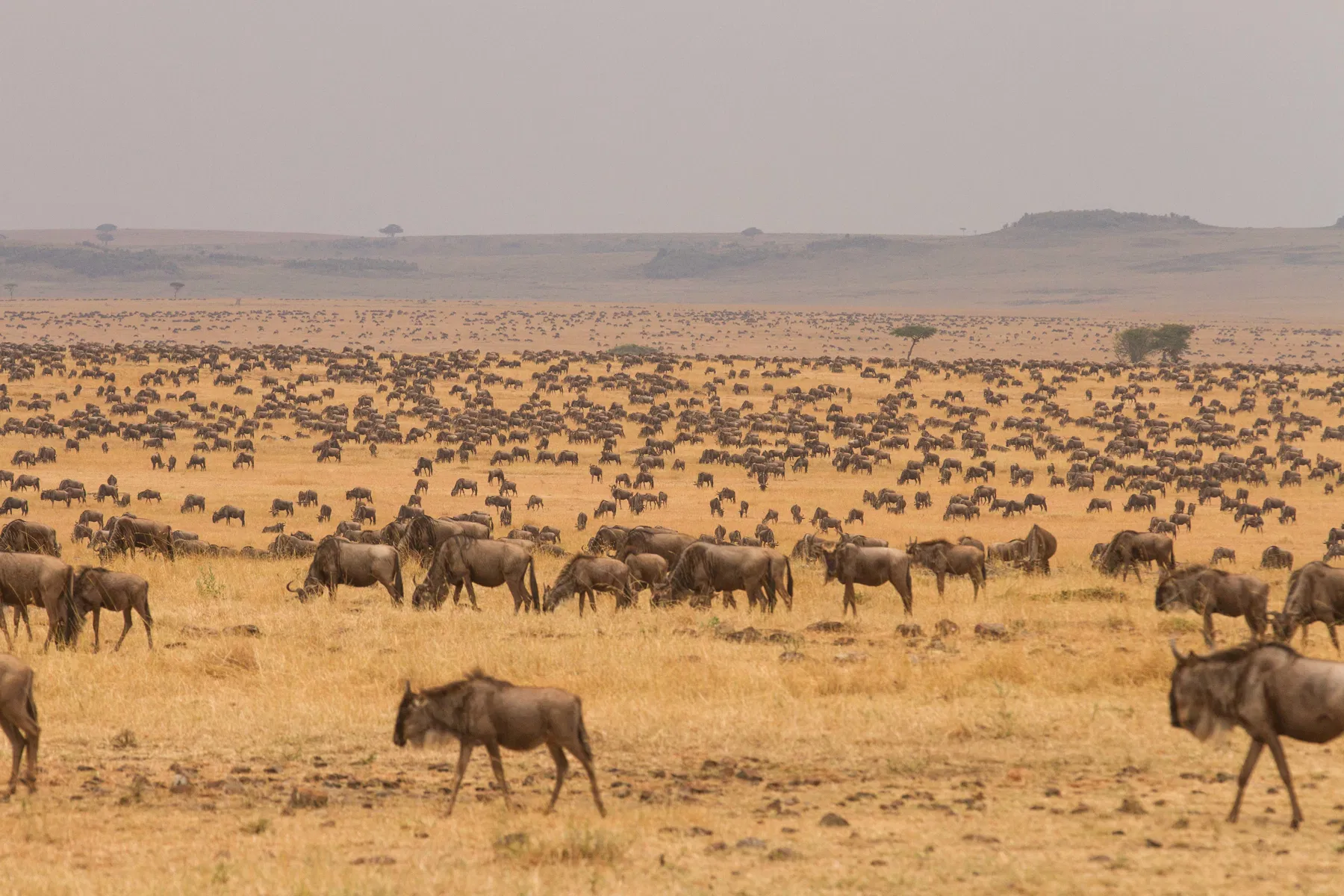 serengeti-plains