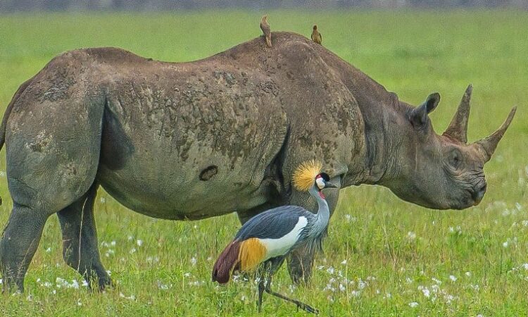 The-big-five-animals-in-the-Ngorongoro-Crater-750x450