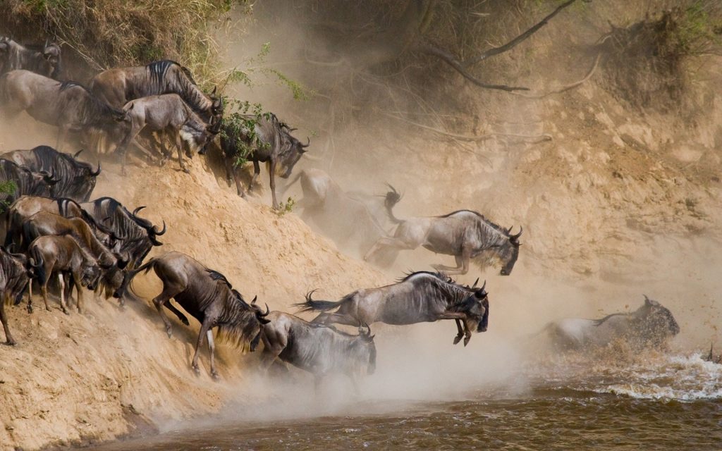 wildebeest-migration-in-serengeti-1024x640