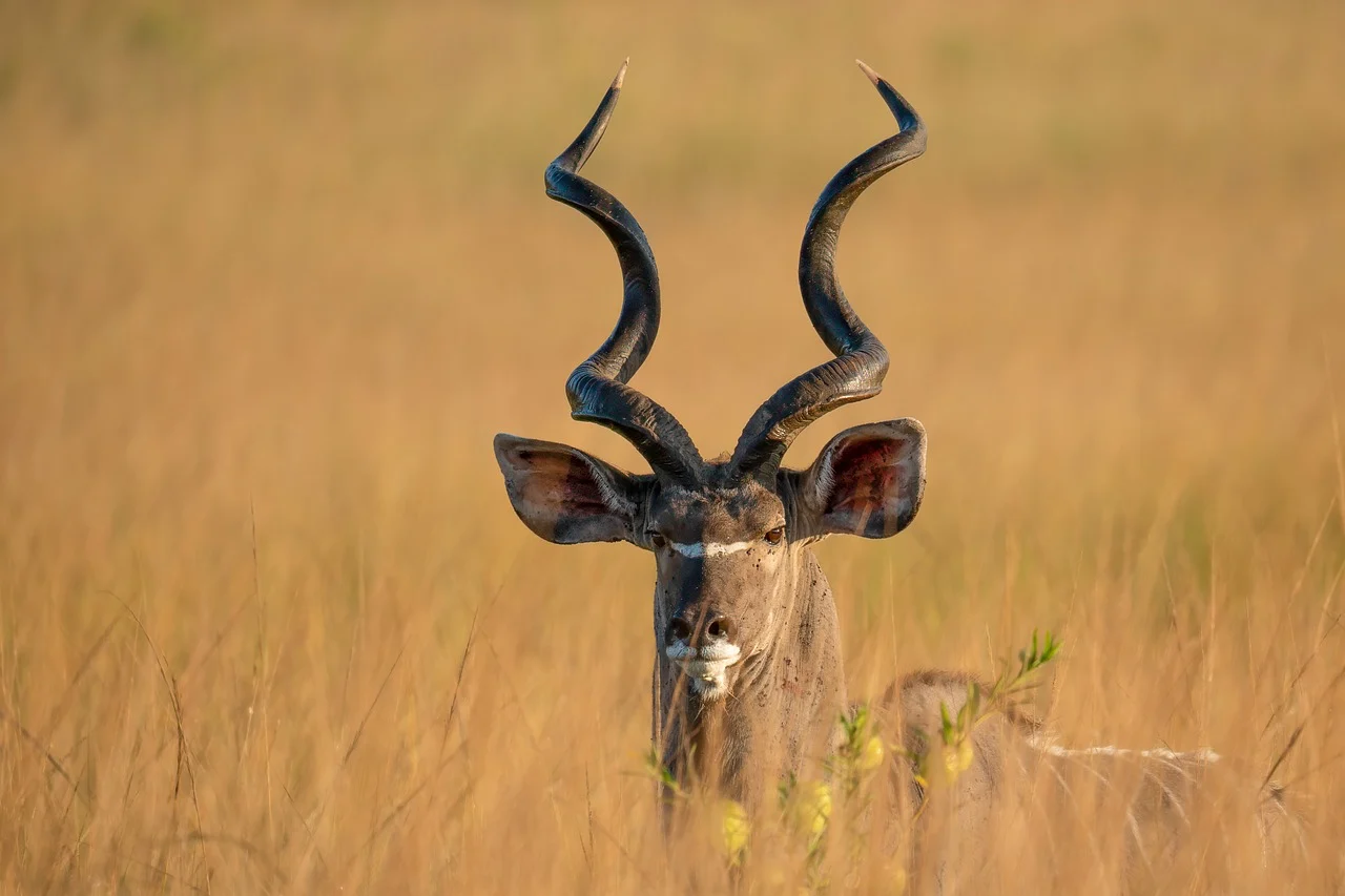 greater-kudu-9569843_1280