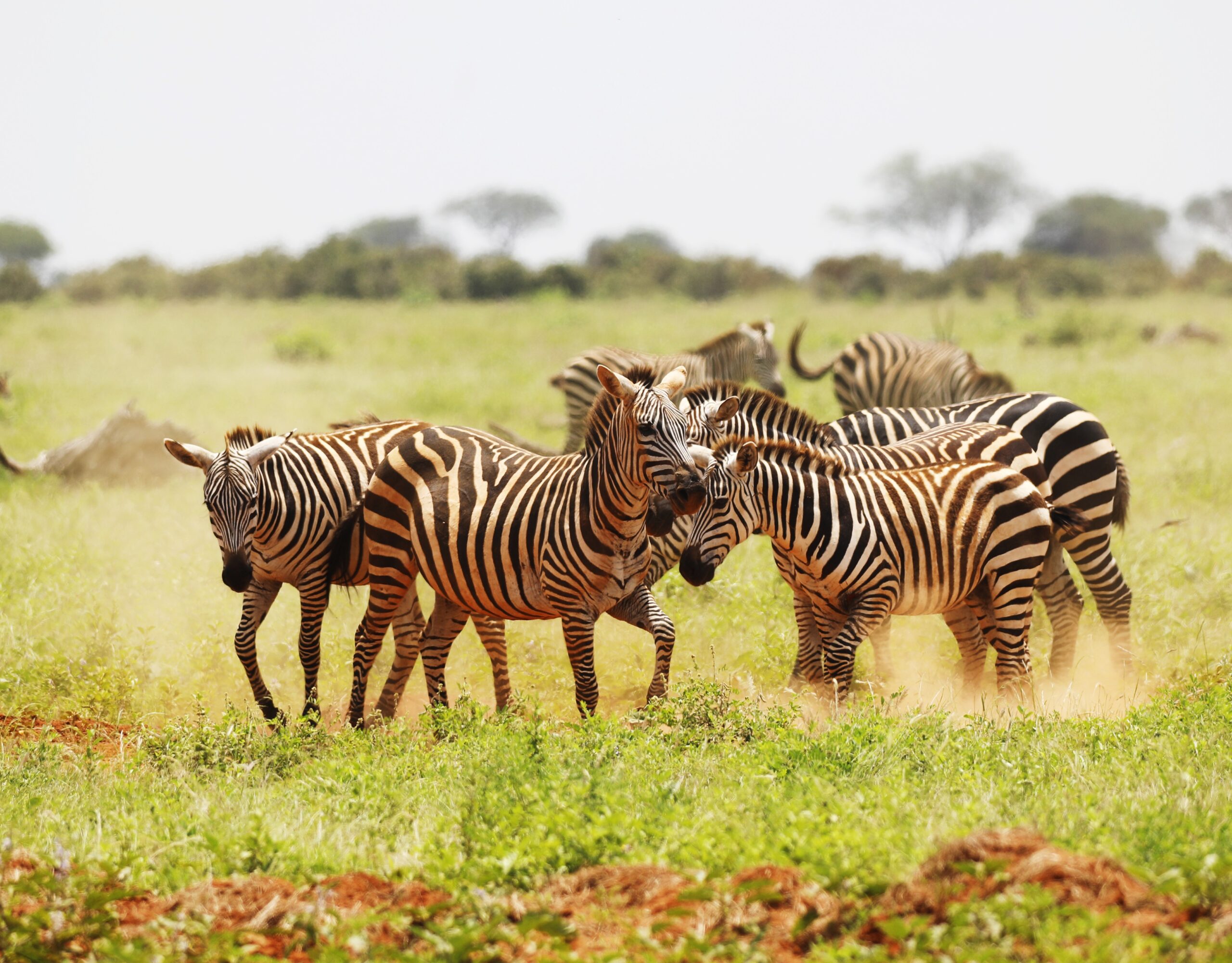 Group of Zebras grazing in Tsavo East National park, Kenya, Africa