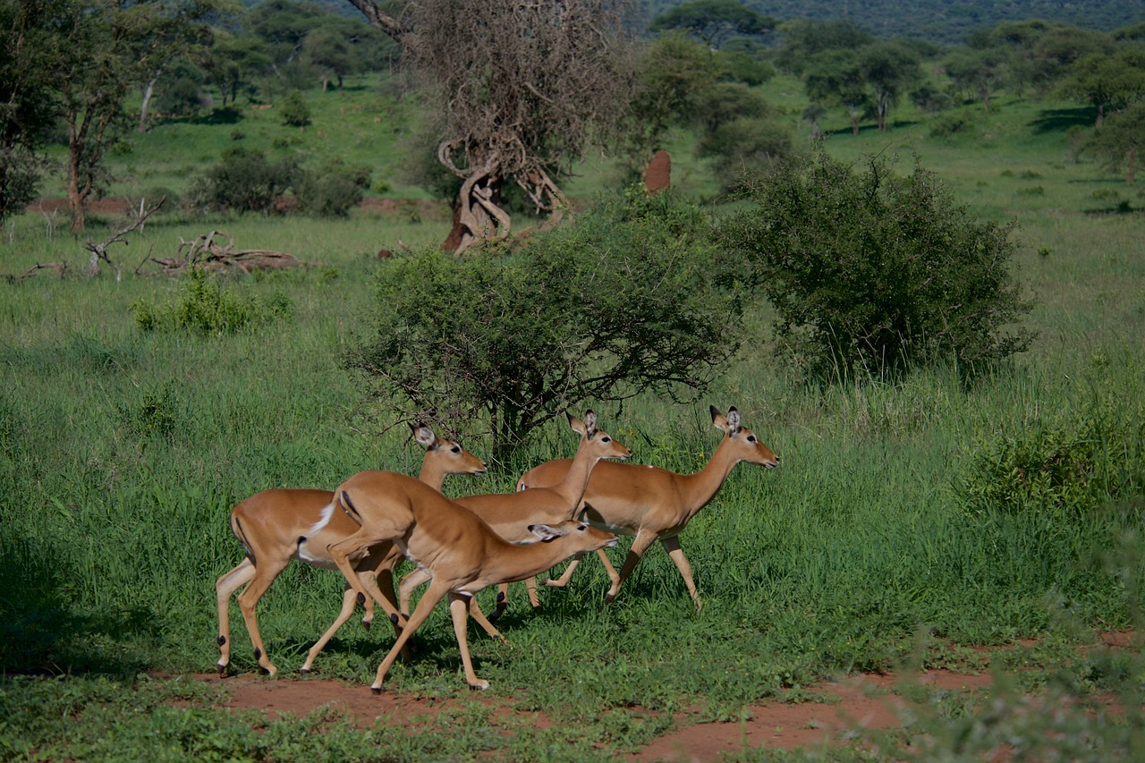impala-6950983_1280