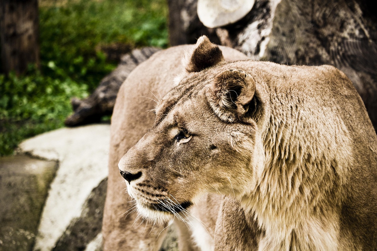 lioness-1376387_1280 (1)