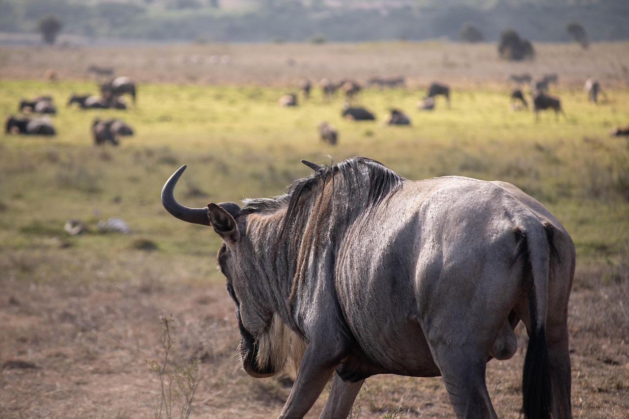 wildebeest-8293829_1280
