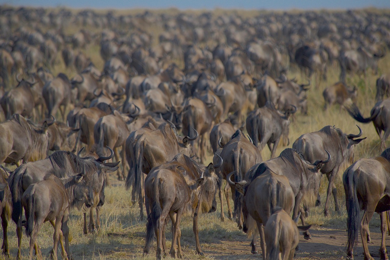 wildebeests-7559592_1280